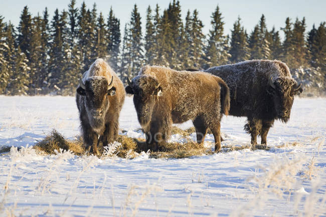 Buffalo in snow covered field — Stock Photo