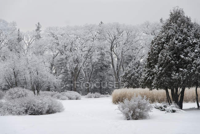 Árboles y arbustos cubiertos de nieve - foto de stock