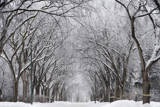 Calle cubierta de nieve - foto de stock