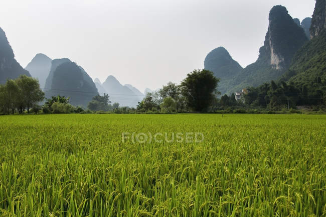 Field with green crop — Stock Photo