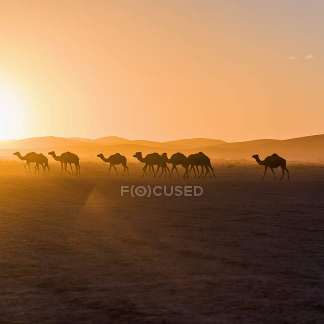 Chameaux marchant au coucher du soleil — Photo de stock