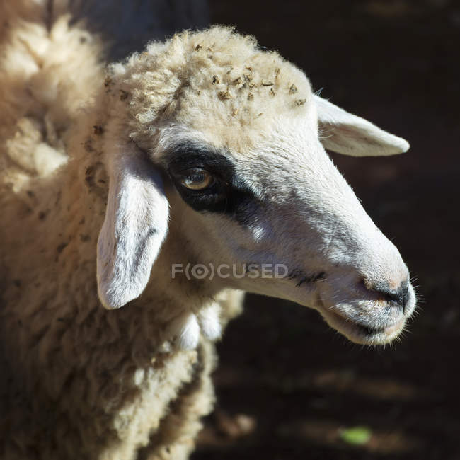 Gros plan d'une tête de mouton — Photo de stock