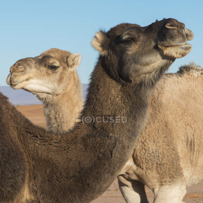 Dois camelos contra o céu azul — Fotografia de Stock