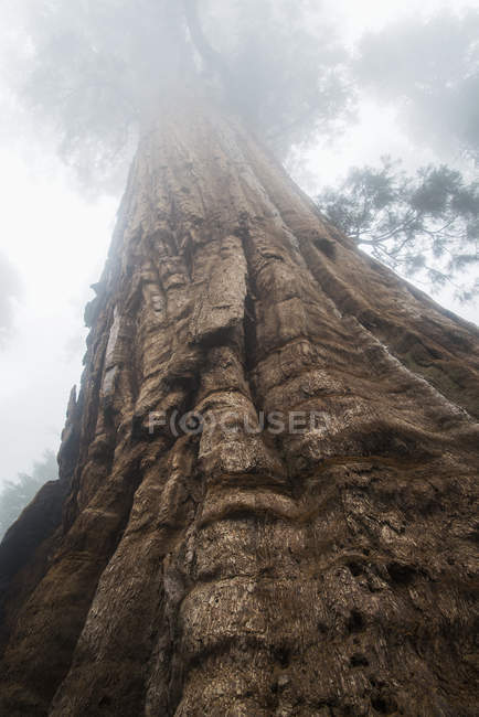 Sequoia National Park — Stock Photo