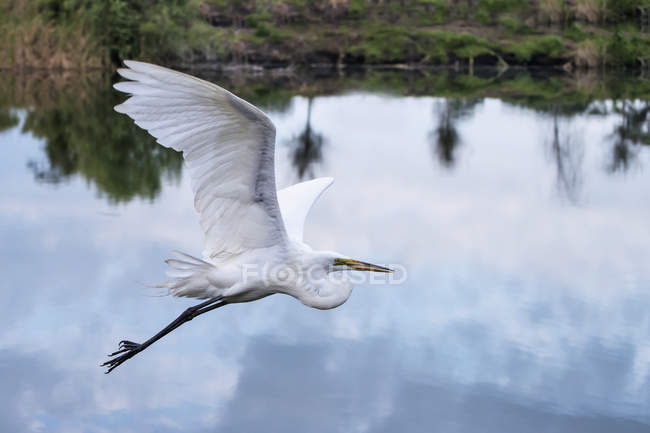 Great Egret volando sobre el agua - foto de stock