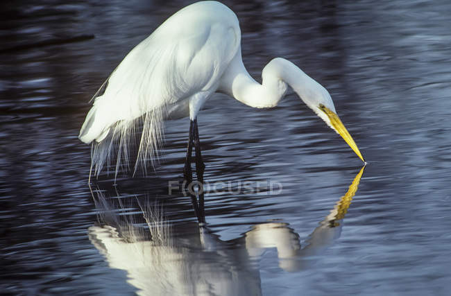 Grande Egret beber — Fotografia de Stock
