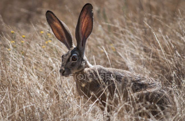 Coniglio di lepre dalla coda nera — Foto stock