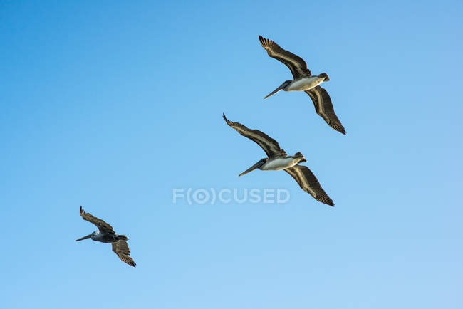 Pélicans bruns volant — Photo de stock