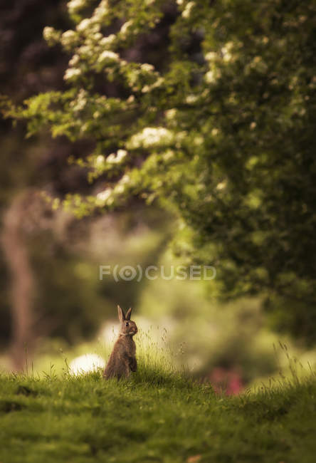 Coniglio bruno si siede — Foto stock