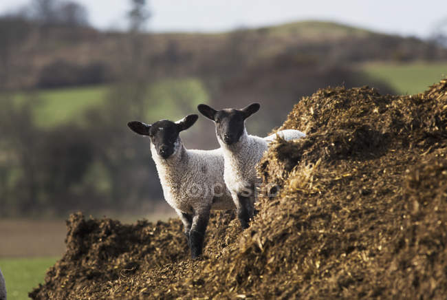 Duas ovelhas de pé juntas — Fotografia de Stock