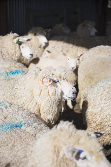 Sheeps with blue markings — Stock Photo