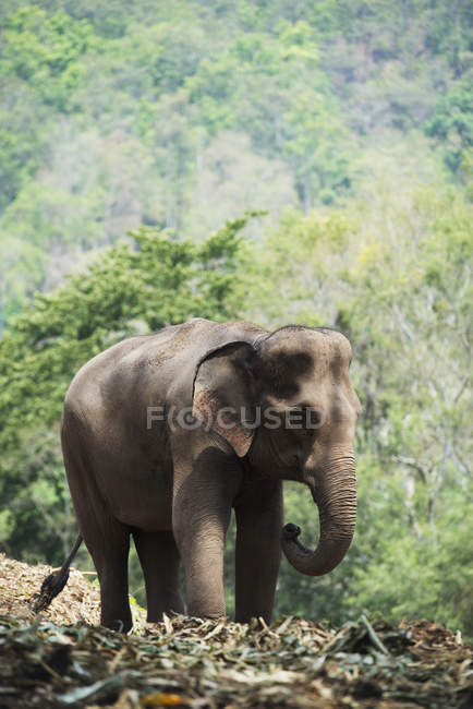 Elefante bebé caminando contra árboles - foto de stock