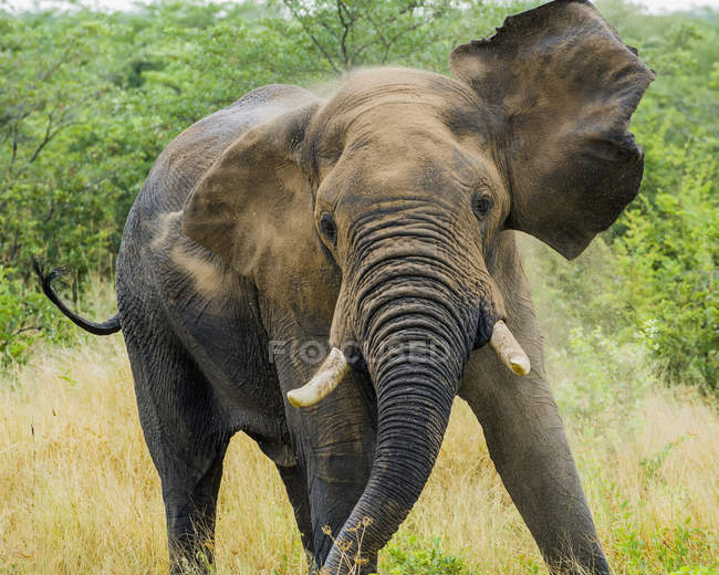 Emocionado elefante caminando - foto de stock