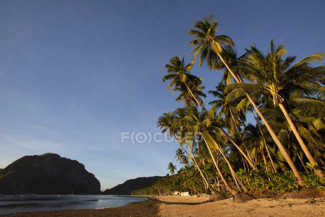 Кокосовые пальмы — стоковое фото