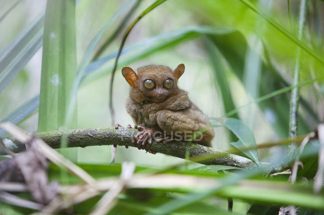 Wild Tarsier si siede sul ramo — Foto stock