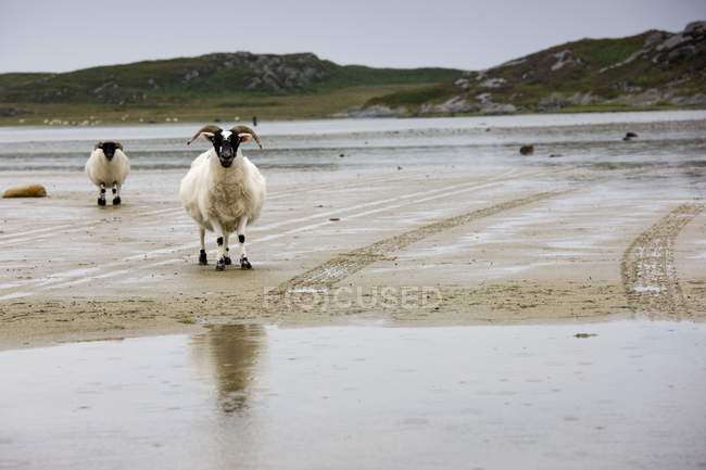 Pecore cornuto sulla spiaggia — Foto stock