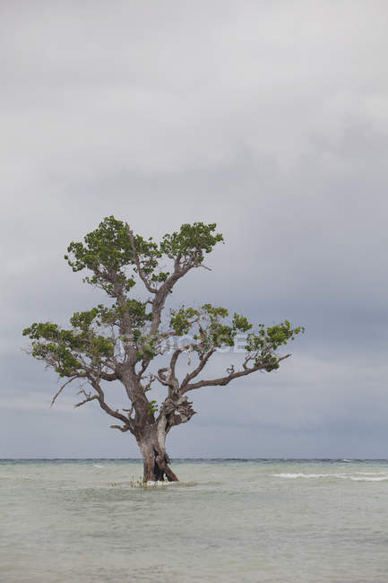 Un arbre de mangrove sur la côte d'île ; Siquijor, Philippines — Photo de stock