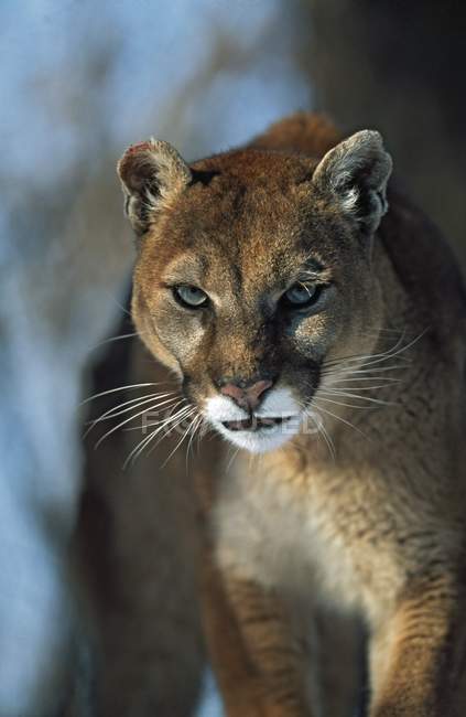 Mountain Lion looking at camera — Stock Photo