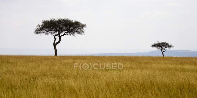 Árboles de acacia en el campo - foto de stock