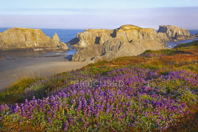 Flores silvestres y formaciones rocosas a lo largo de la costa - foto de stock