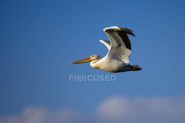 Pélican volant dans le ciel bleu — Photo de stock
