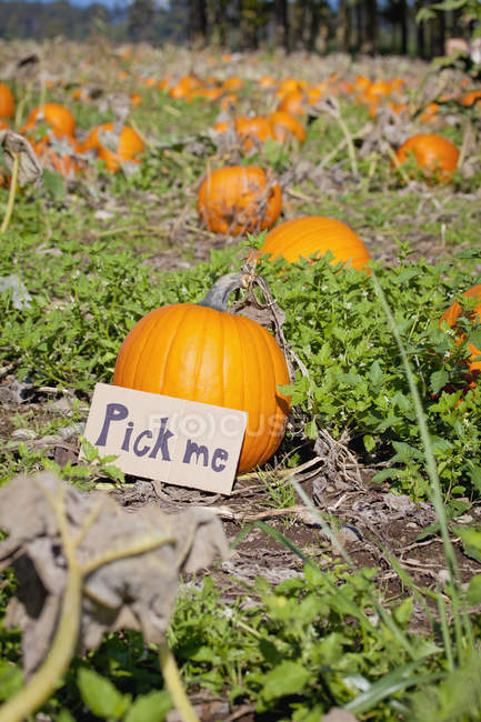 Pumpkin At Pumpkin Patch — Stock Photo