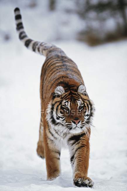 Tigre siberiano en la nieve - foto de stock