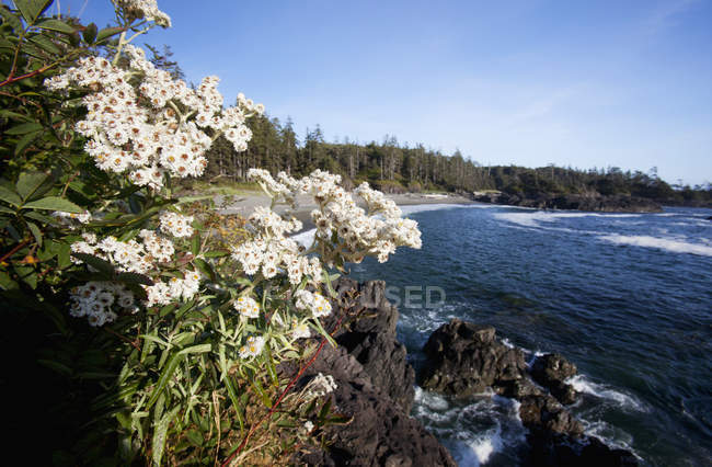 Grassy cliff with flowers — Stock Photo
