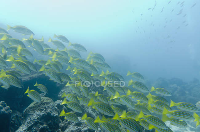Escuela de peces bajo el agua - foto de stock