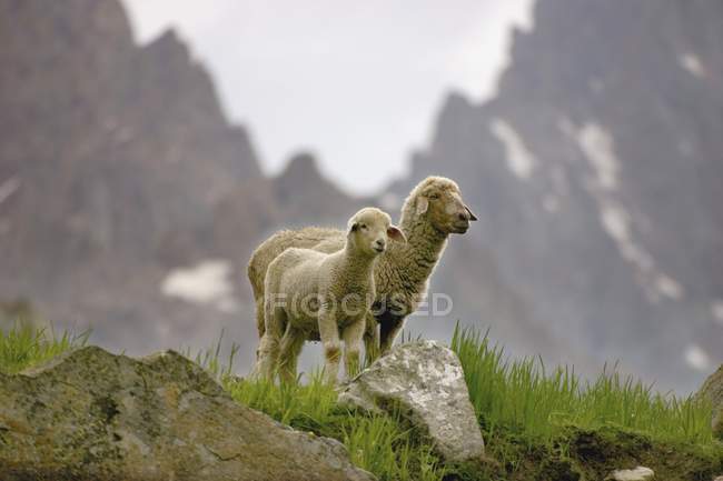 Овцы в горах стоят на земле — стоковое фото