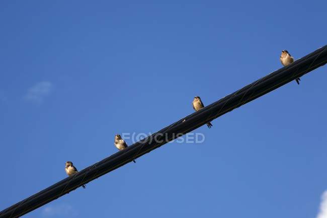 Granero golondrinas sentado en el alambre - foto de stock