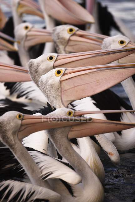 Australian Pelicans sitting in row — Stock Photo