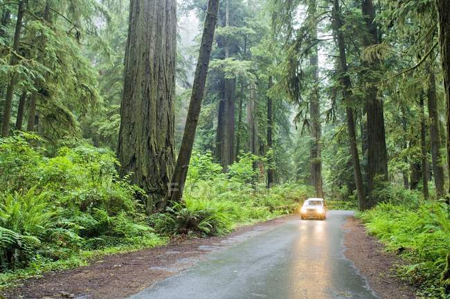 Вождение автомобиля в лесу — стоковое фото