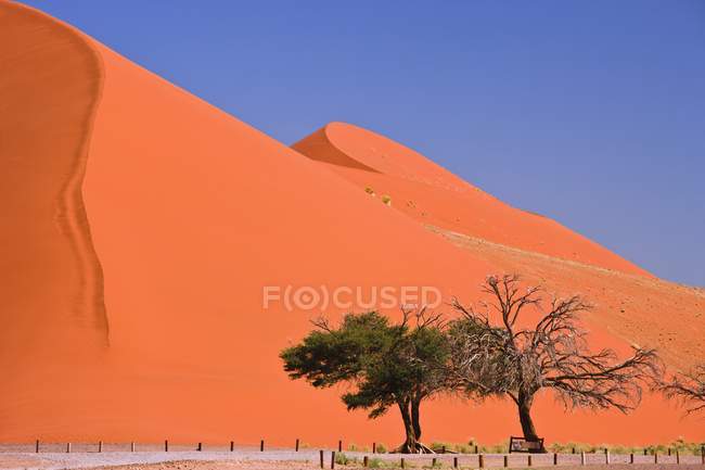 Dune de sable avec quelques arbres — Photo de stock