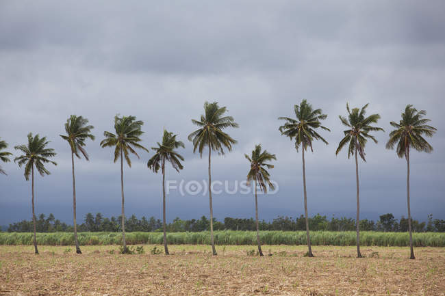 Palm Trees Sway In Wind — Stock Photo