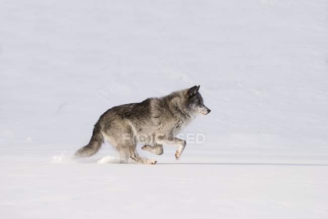 Lobo corriendo en la nieve - foto de stock