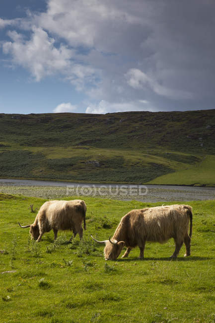 Bovini delle Highlands al pascolo — Foto stock