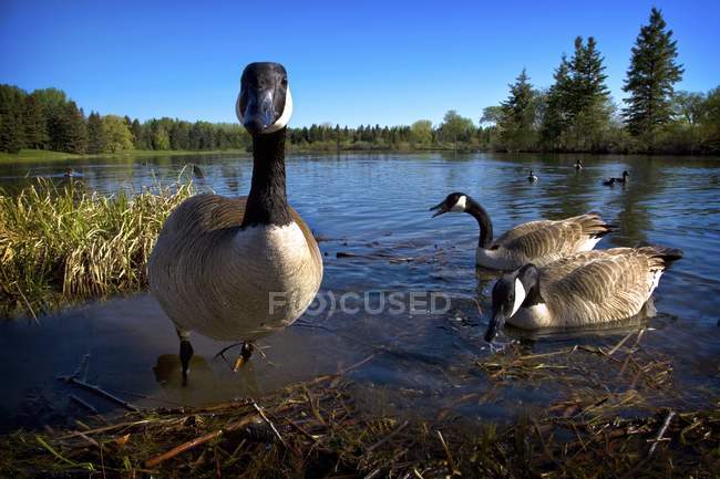 Gansos do Canadá no lago — Fotografia de Stock