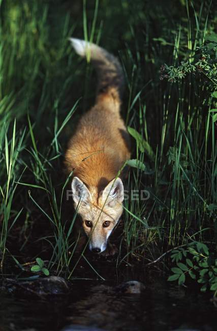 Jovem raposa vermelha — Fotografia de Stock