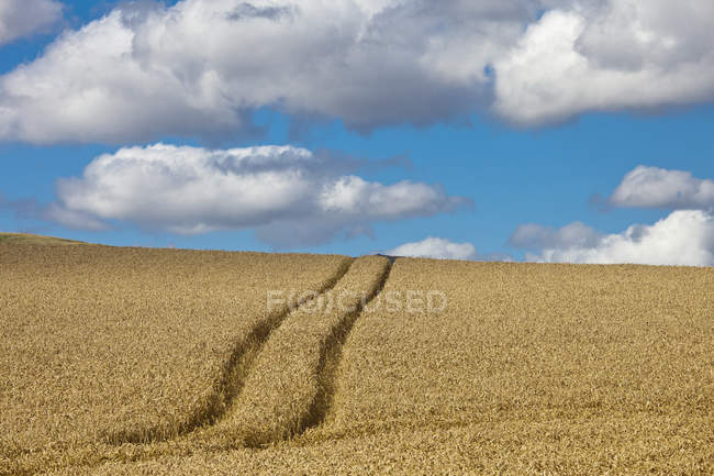 Tire Tracks In Wheat Field — Stock Photo