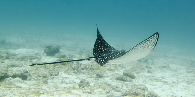 A Spotted Eagle Ray — Stock Photo