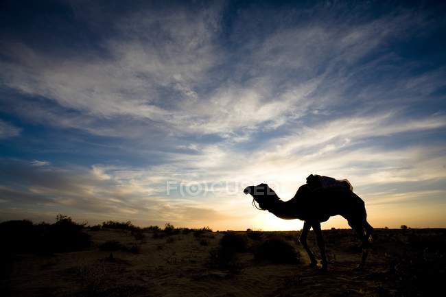 Cammello che cammina nel deserto — Foto stock