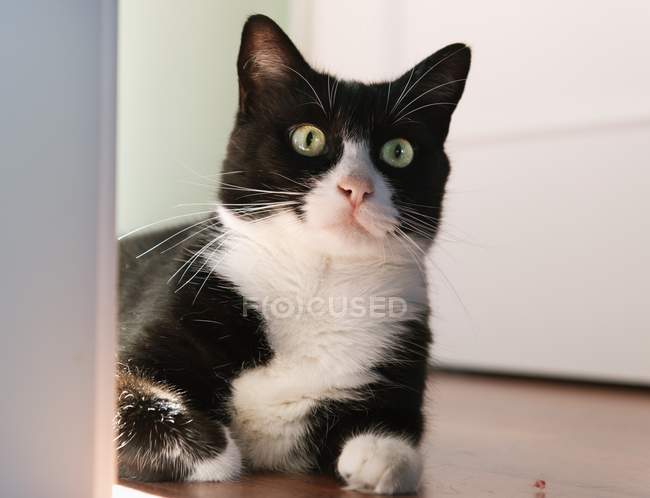 Un gato sentado en el suelo - foto de stock