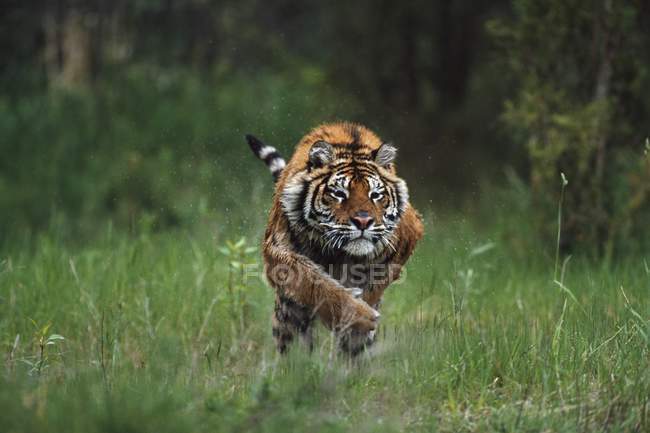 Влажный сибирский тигр — стоковое фото