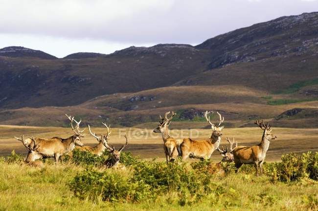 Male Deers Roaming  Hills — Stock Photo