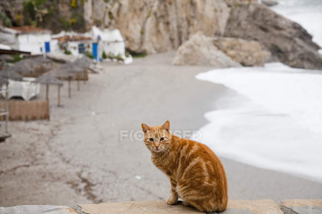 Gatto si siede su pietra sporgenza — Foto stock