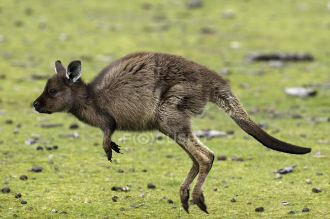 Kangourou gris oriental — Photo de stock