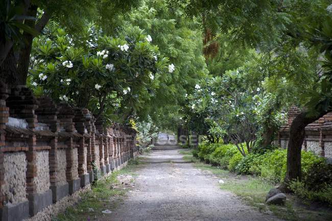 Chemin bordée d'arbres, Bali, Indonésie — Photo de stock