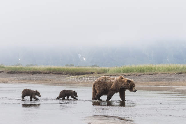 Grizzli brun — Photo de stock