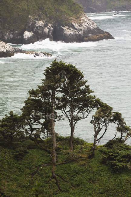 Деревья на склоне холма над береговой линией — стоковое фото